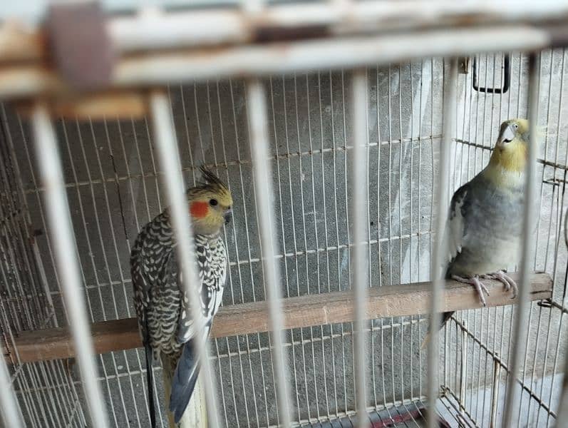 cockatiels bonded pairs 5