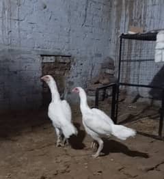 2white aseel female