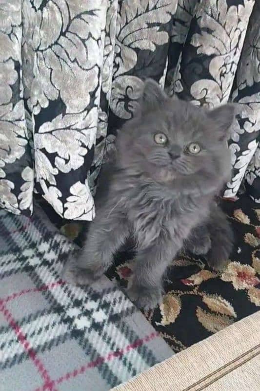 cats for sale Quetta Kasi road 0