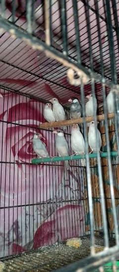 white and silver java for sale