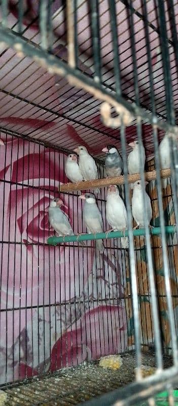 white and silver java for sale 0