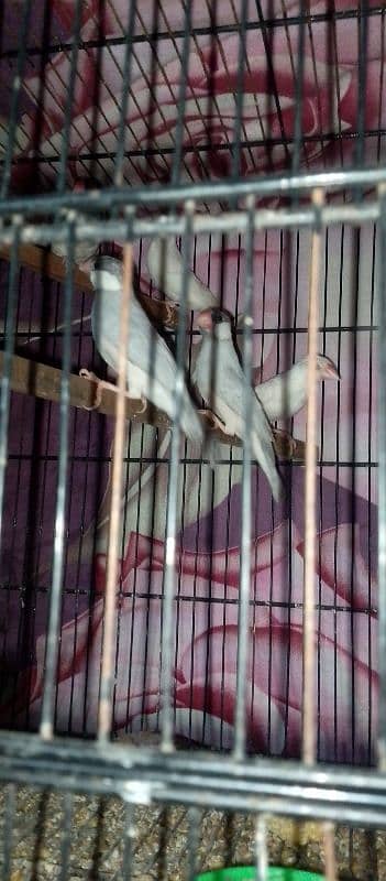 white and silver java for sale 2