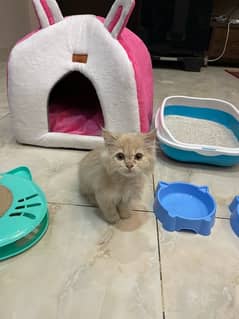 Persian kitten 2.5 months