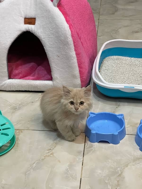 Persian kitten 2.5 months 2