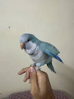 Blue monk talking male | 03322655906