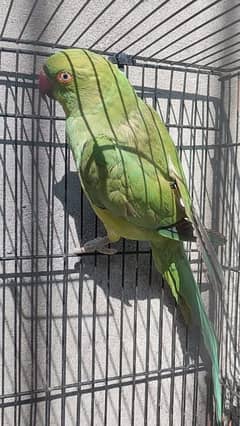 parrot female 03127093372