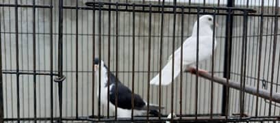 Eid Dhamaka Offer Fancy Pigeons For Sale