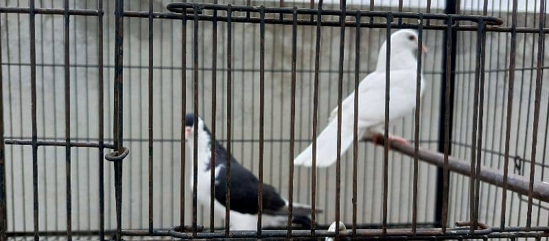 Eid Dhamaka Offer Fancy Pigeons For Sale 0