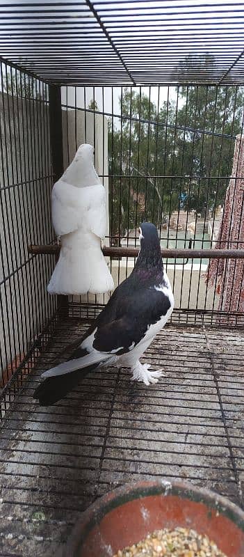 Eid Dhamaka Offer Fancy Pigeons For Sale 2