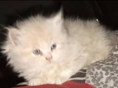 Adorable 2-Month-Old Kitten for Sale – 16k