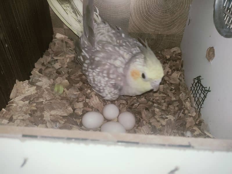 1 pair cockatiel breeder 1 pair lotino 1 albino Red Eyes patha 4000 0