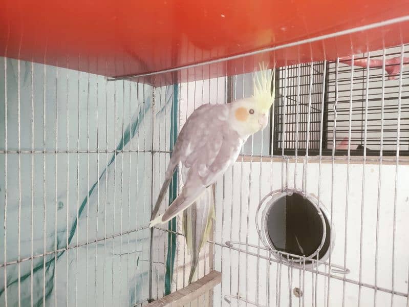 1 pair cockatiel breeder 1 pair lotino 1 albino Red Eyes patha 4000 1