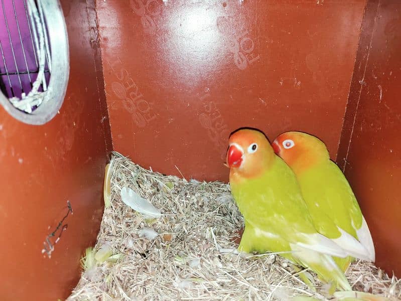 1 pair cockatiel breeder 1 pair lotino 1 albino Red Eyes patha 4000 2