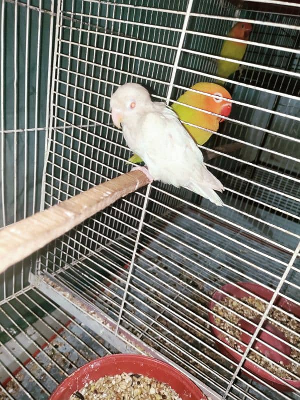 1 pair cockatiel breeder 1 pair lotino 1 albino Red Eyes patha 4000 3