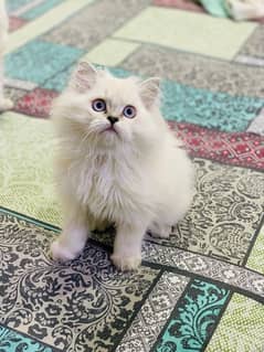 himalayan kittens male and female