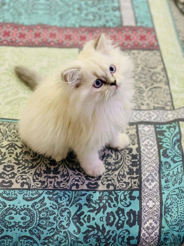 himalayan kittens male and female 3