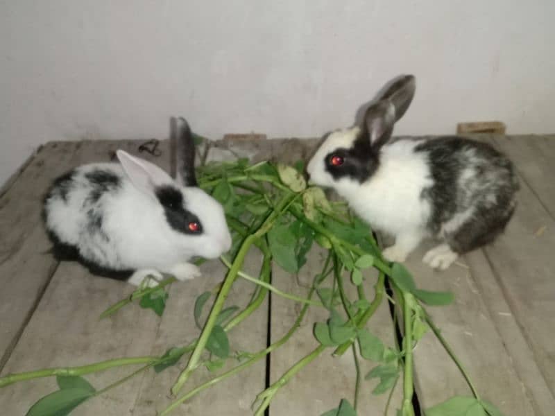 rabbit pair 03224186572 0