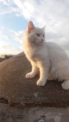 Persian cat full white triple Cote