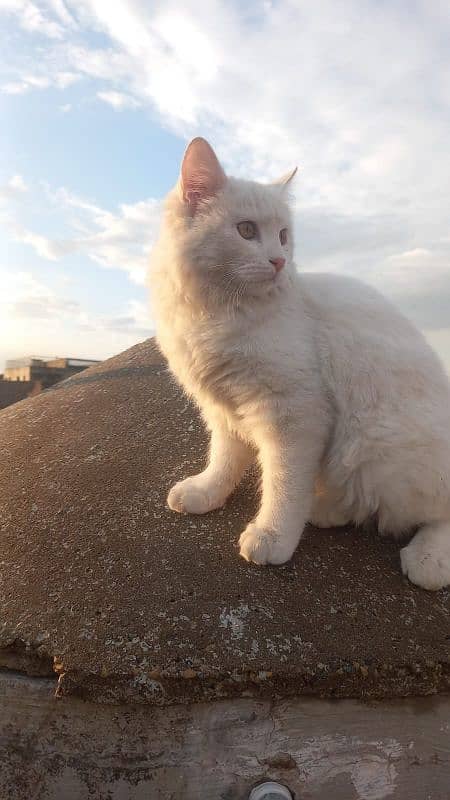 Persian cat full white 0