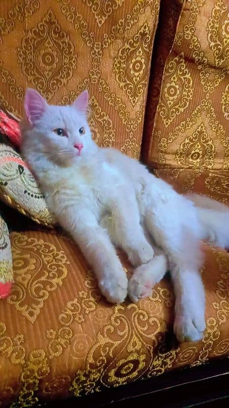 Persian cat full white 1