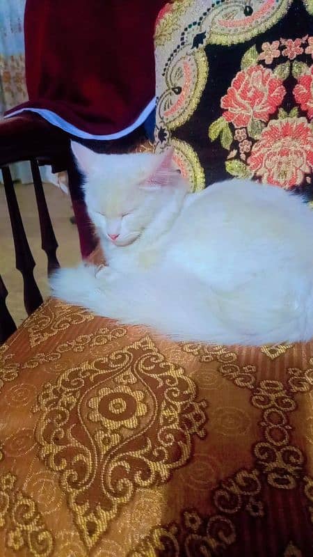 Persian cat full white 2