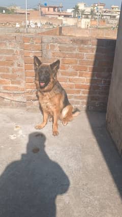 German Shepherd female