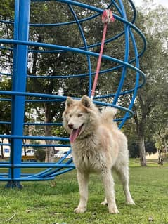 husky male dog/siberian husky male dog/ breeder male dog