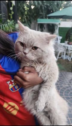 Persian Male Cat