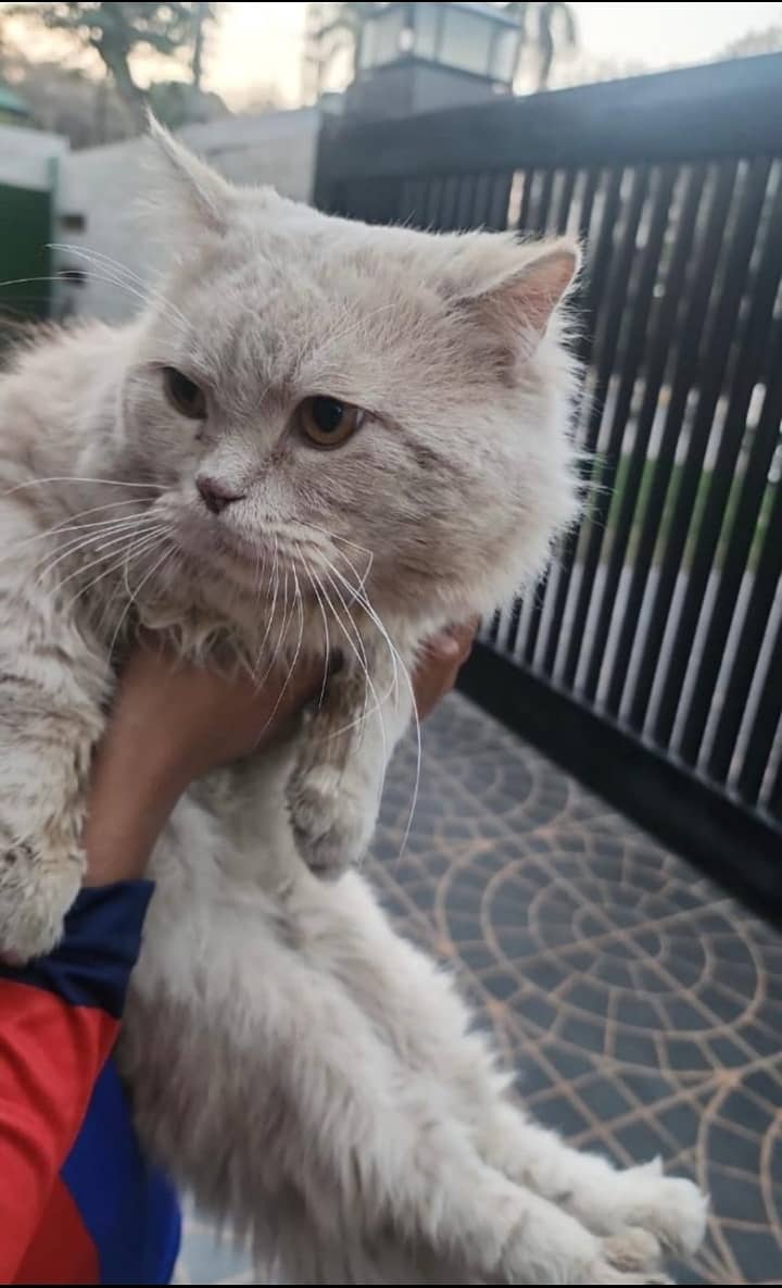 Persian Male Cat 1