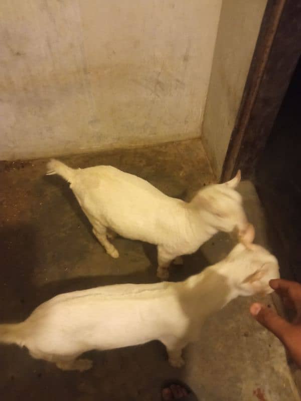 gulabi teddy goat 13