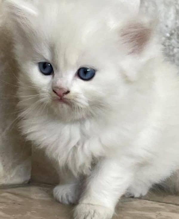 blue eyes semi punch Persian pair available, final price 25k 3