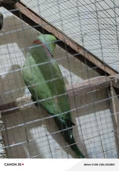 green parrots Jodi hai 16000