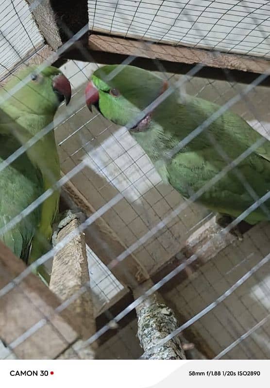 green parrots Jodi hai 16000 3