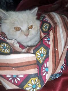 Persion Female Cat For Sale  03027258753