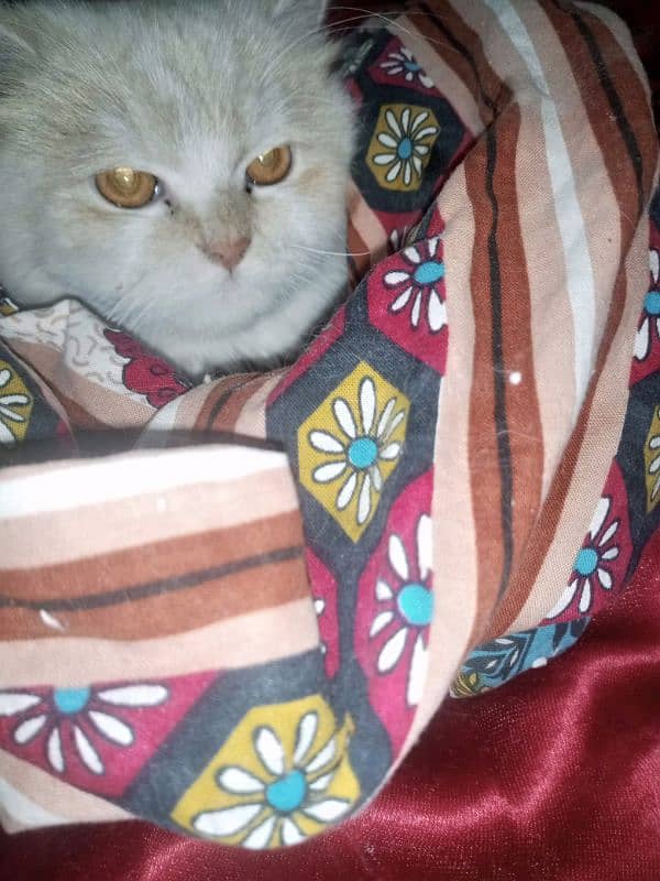 Persion Female Cat For Sale  03027258753 1