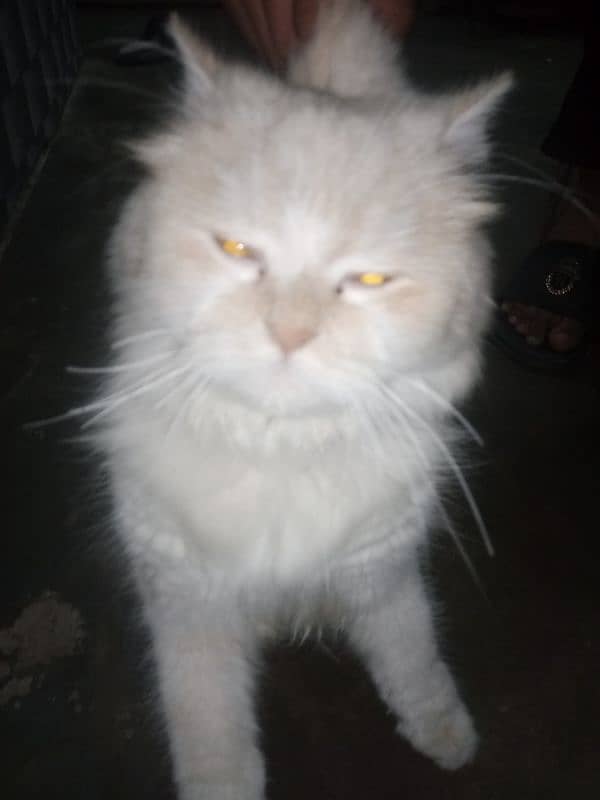 Persion Female Cat For Sale  03027258753 2