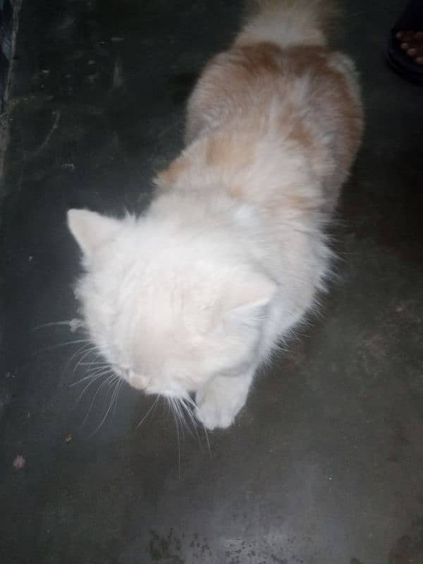 Persion Female Cat For Sale  03027258753 3