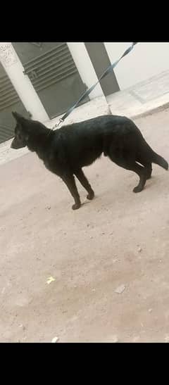 black German shepherd for sale