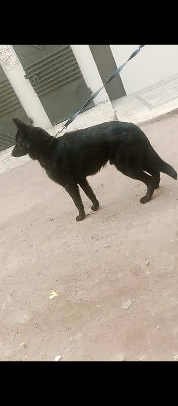 black German shepherd for sale 0