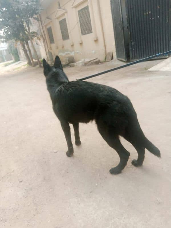 black German shepherd for sale 1