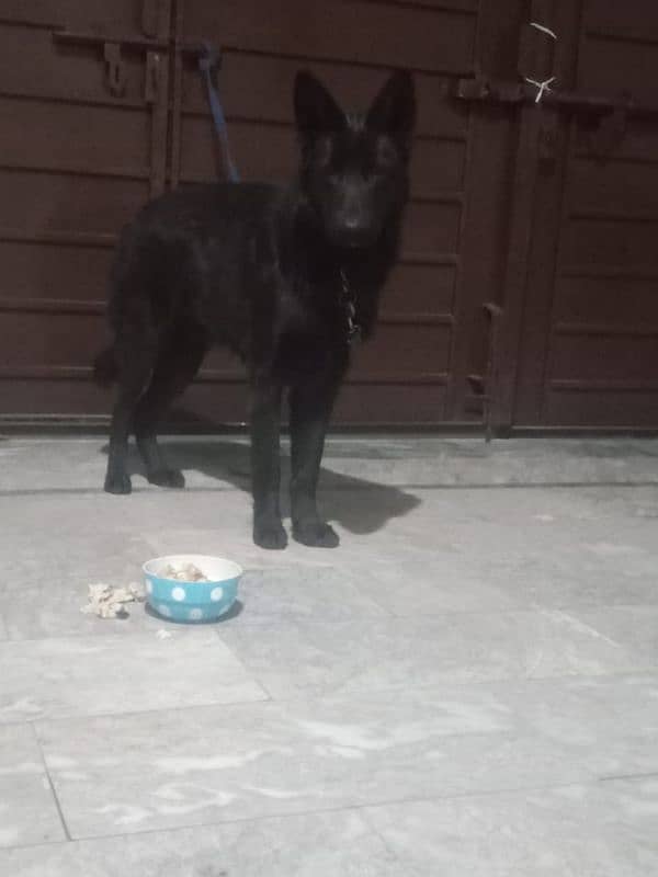 black German shepherd for sale 2