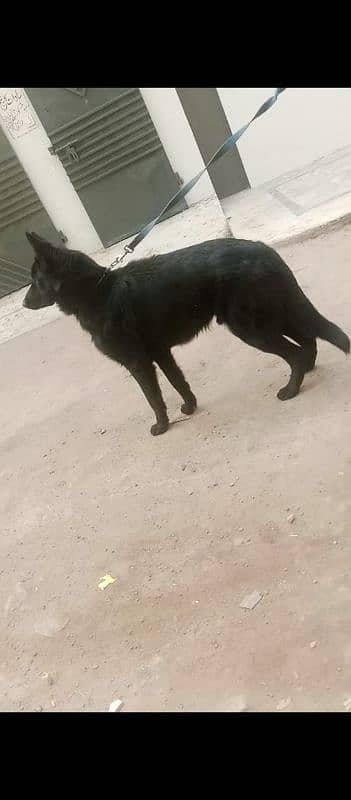 black German shepherd for sale 3