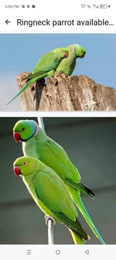 Ringneck breeder pair available for sale