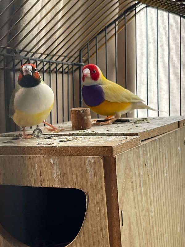 breeder Finches Active 2