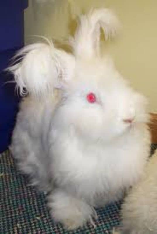 English Angora Breeder pair. . 0