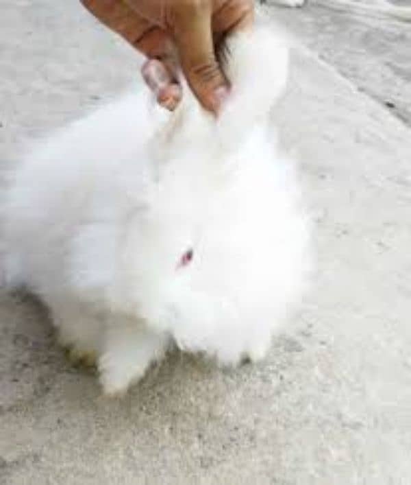 English Angora Breeder pair. . 1