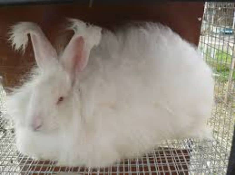 English Angora Breeder pair. . 2