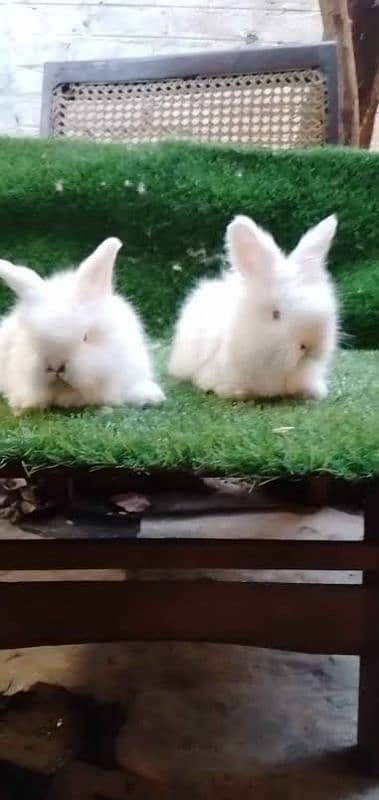 English Angora Breeder pair. . 3