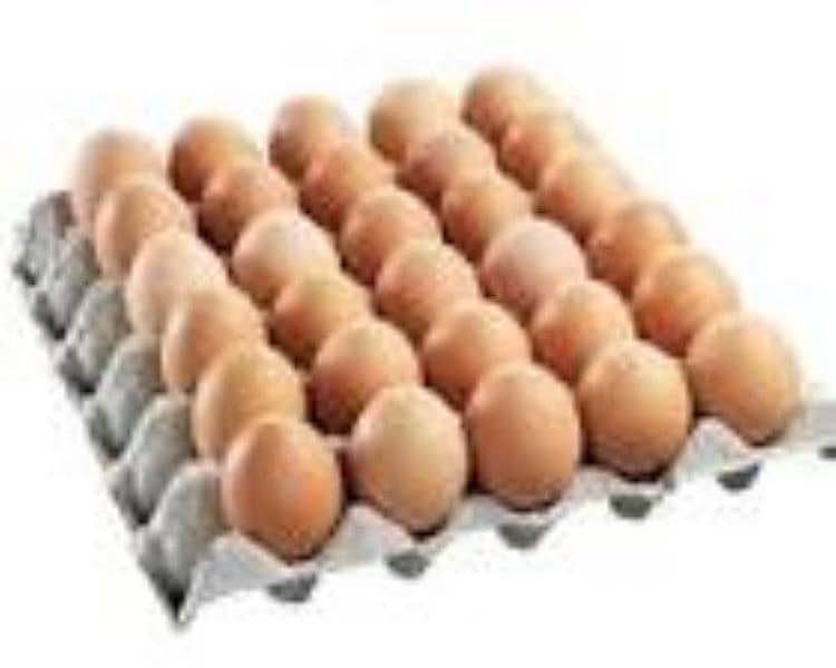 1500 fertile eggs of golden chicken available 0