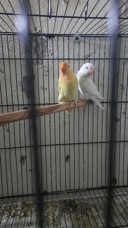 love birds pair all setup for sale with cage 1